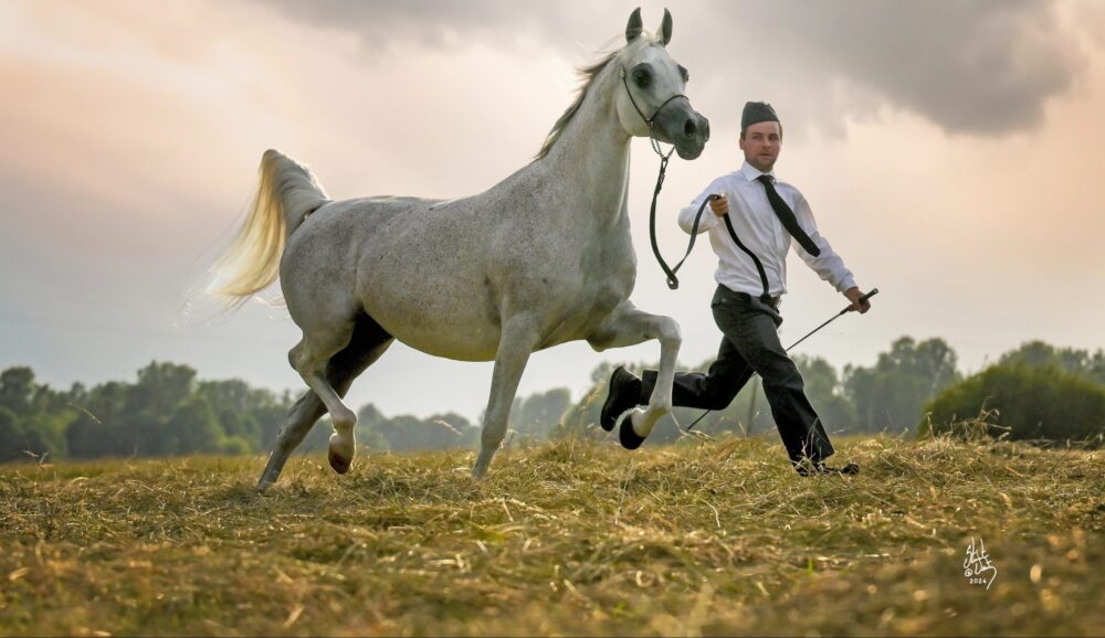 Узгајање арапских коња