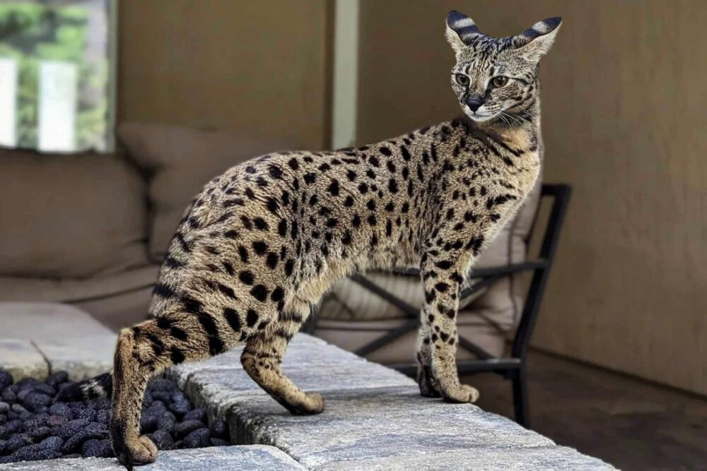 Која је најскупља мачка