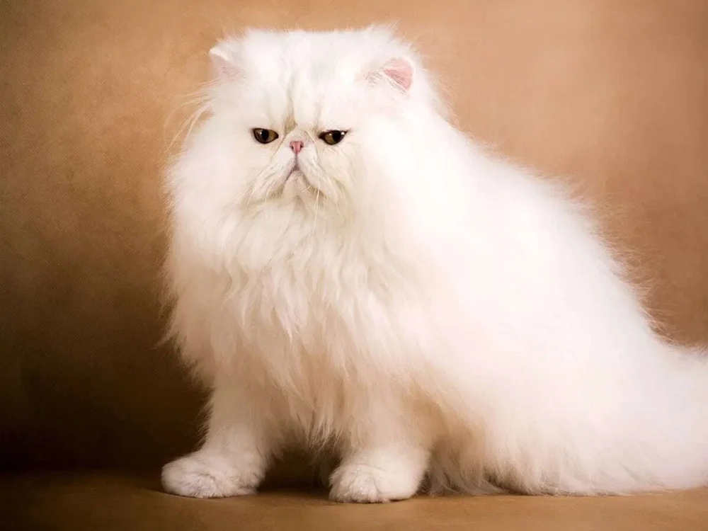 Колико кошта најскупља мачка блог