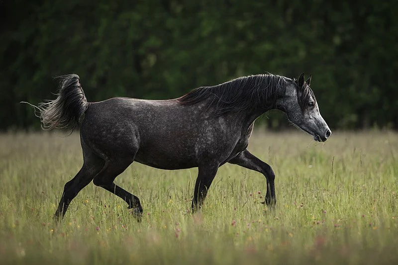 Блог о арапским коњима
