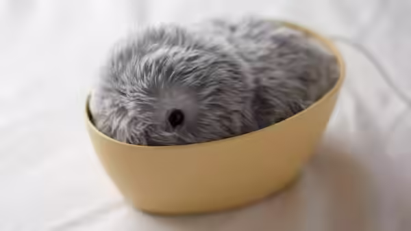 Мофлин Шта То Значи