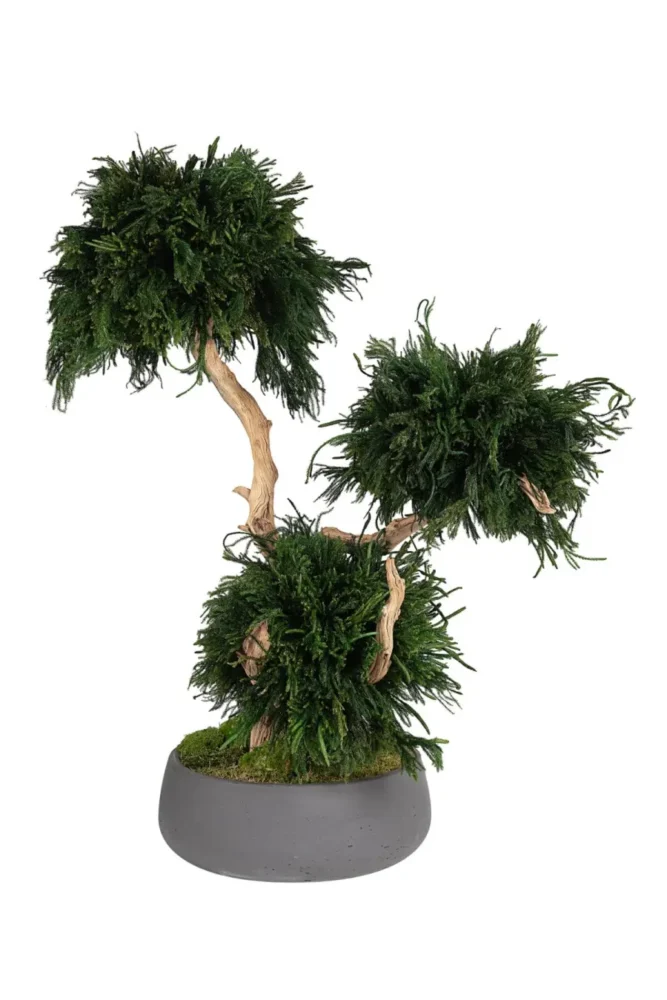 У чему се састоји стабилизација биљака