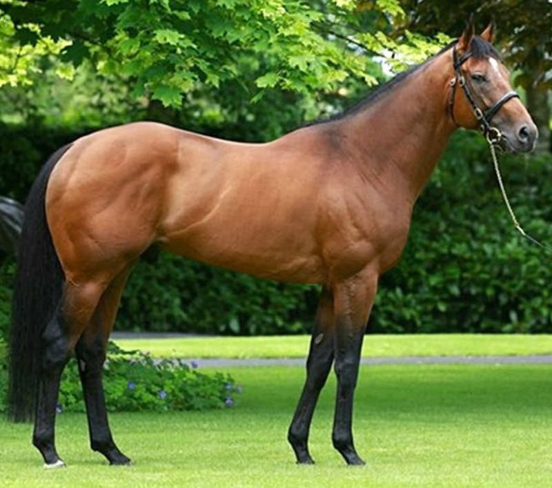 Темперамент Фолблута